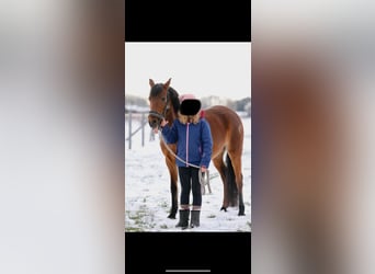 Más ponis/caballos pequeños, Yegua, 13 años, 134 cm, Castaño