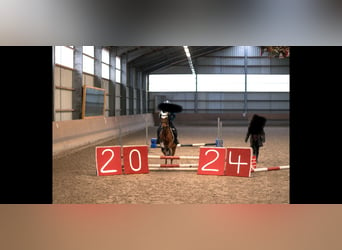 Más ponis/caballos pequeños, Yegua, 13 años, 134 cm, Castaño