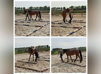 Más ponis/caballos pequeños Mestizo, Yegua, 13 años, 136 cm, Ruano alazán