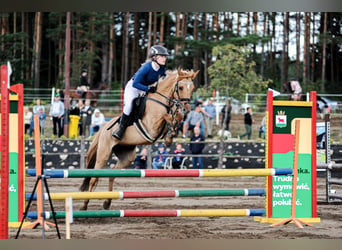 Más ponis/caballos pequeños, Yegua, 13 años, 138 cm, Red Dun/Cervuno