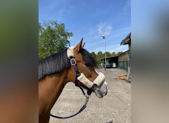 Más ponis/caballos pequeños Mestizo, Yegua, 13 años, 140 cm, Castaño