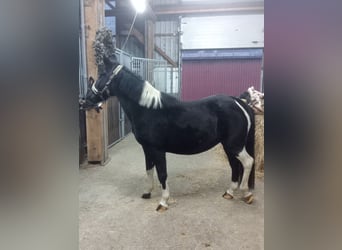 Más ponis/caballos pequeños, Yegua, 13 años, 142 cm, Pío