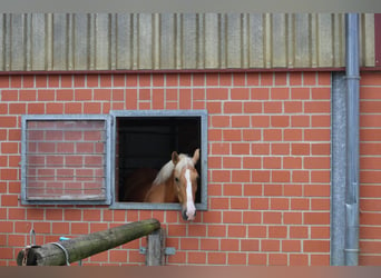 Más ponis/caballos pequeños, Yegua, 13 años, 145 cm, Palomino