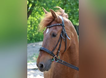 Más ponis/caballos pequeños, Yegua, 13 años, 148 cm, Alazán