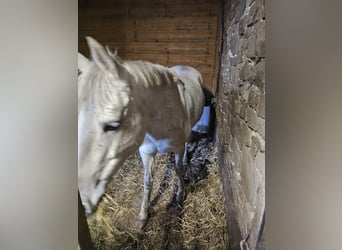 Más ponis/caballos pequeños, Yegua, 13 años, 148 cm, Porcelana