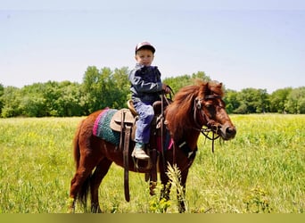 Más ponis/caballos pequeños, Yegua, 13 años, 86 cm, Alazán rojizo