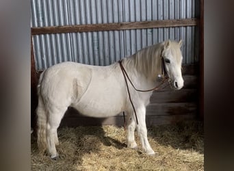 Más ponis/caballos pequeños, Yegua, 13 años, Tordo