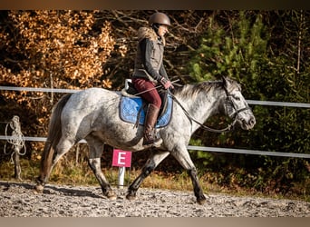 Más ponis/caballos pequeños, Yegua, 14 años, 135 cm, Tordo