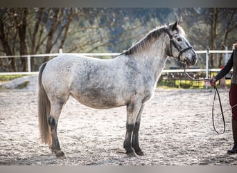 Más ponis/caballos pequeños, Yegua, 14 años, 135 cm, Tordo