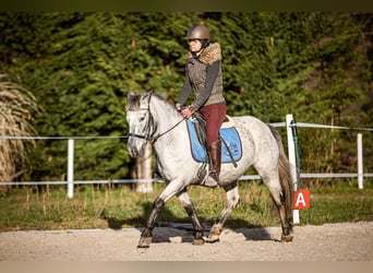 Más ponis/caballos pequeños, Yegua, 14 años, 135 cm, Tordo