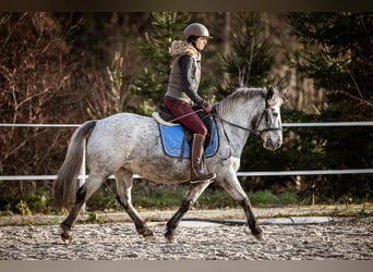 Más ponis/caballos pequeños, Yegua, 14 años, 135 cm, Tordo