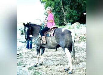 Más ponis/caballos pequeños, Yegua, 14 años, 140 cm, Tobiano-todas las-capas