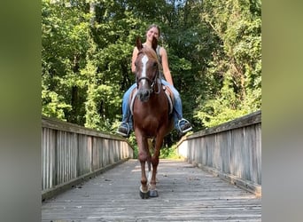 Más ponis/caballos pequeños, Yegua, 14 años, 145 cm, Alazán-tostado