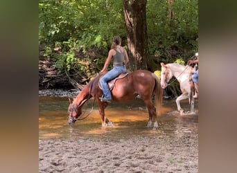 Más ponis/caballos pequeños, Yegua, 14 años, 145 cm, Alazán-tostado