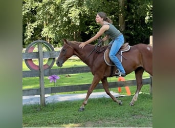 Más ponis/caballos pequeños, Yegua, 14 años, 145 cm, Alazán-tostado