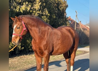 Más ponis/caballos pequeños, Yegua, 14 años, 147 cm