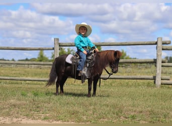 Más ponis/caballos pequeños, Yegua, 14 años, 97 cm, Negro