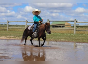 Más ponis/caballos pequeños, Yegua, 14 años, 97 cm, Negro