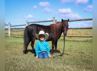 Más ponis/caballos pequeños, Yegua, 14 años, 97 cm, Negro