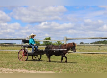 Más ponis/caballos pequeños, Yegua, 14 años, 97 cm, Negro