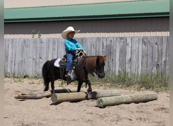 Más ponis/caballos pequeños, Yegua, 14 años, 97 cm, Negro