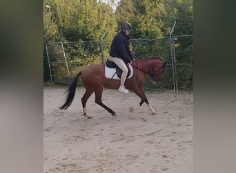 Más ponis/caballos pequeños, Yegua, 15 años, 148 cm, Castaño