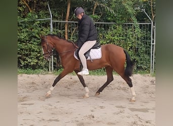 Más ponis/caballos pequeños, Yegua, 15 años, 148 cm, Castaño