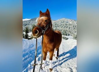 Más ponis/caballos pequeños Mestizo, Yegua, 16 años, 122 cm, Alazán