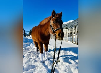 Más ponis/caballos pequeños Mestizo, Yegua, 16 años, 122 cm, Alazán