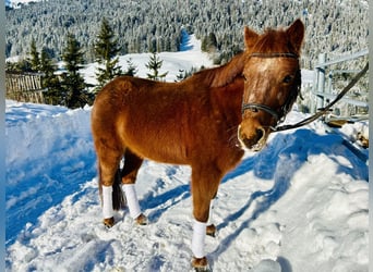 Más ponis/caballos pequeños Mestizo, Yegua, 16 años, 122 cm, Alazán