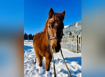 Más ponis/caballos pequeños Mestizo, Yegua, 16 años, 122 cm, Alazán