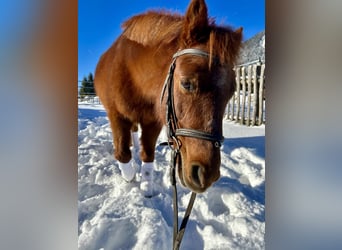 Más ponis/caballos pequeños Mestizo, Yegua, 16 años, 122 cm, Alazán