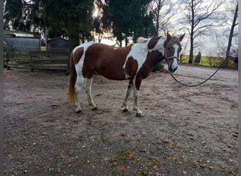 Más ponis/caballos pequeños, Yegua, 16 años, 145 cm, Pío