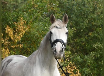 Más ponis/caballos pequeños Mestizo, Yegua, 16 años, 158 cm, Tordo