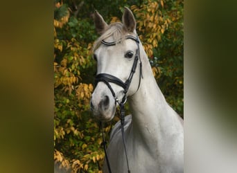 Más ponis/caballos pequeños Mestizo, Yegua, 16 años, 158 cm, Tordo