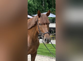 Más ponis/caballos pequeños, Yegua, 17 años, 148 cm, Alazán-tostado