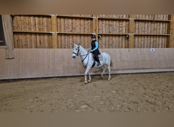 Más ponis/caballos pequeños, Yegua, 18 años, 150 cm, Tordo