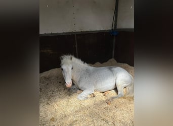 Más ponis/caballos pequeños, Yegua, 19 años, 124 cm, Tordo
