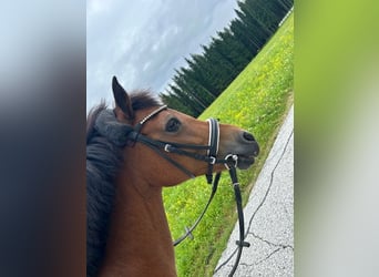 Más ponis/caballos pequeños, Yegua, 19 años, 135 cm, Castaño