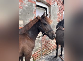 Más ponis/caballos pequeños Mestizo, Yegua, 1 año, 135 cm, Negro