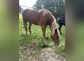 Más ponis/caballos pequeños Mestizo, Yegua, 1 año, 140 cm, Alazán