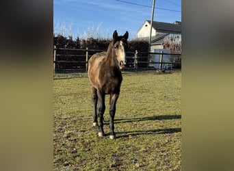 Más ponis/caballos pequeños Mestizo, Yegua, 1 año, 147 cm, Buckskin/Bayo