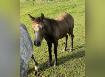 Más ponis/caballos pequeños Mestizo, Yegua, 1 año, 147 cm, Buckskin/Bayo