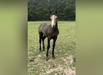 Más ponis/caballos pequeños Mestizo, Yegua, 1 año, 147 cm, Buckskin/Bayo