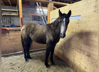 Más ponis/caballos pequeños Mestizo, Yegua, 1 año, 147 cm, Buckskin/Bayo