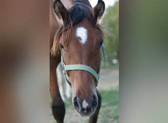 Más ponis/caballos pequeños Mestizo, Yegua, 1 año, 155 cm, Castaño claro