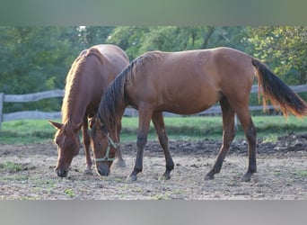 Más ponis/caballos pequeños Mestizo, Yegua, 1 año, 155 cm, Castaño claro