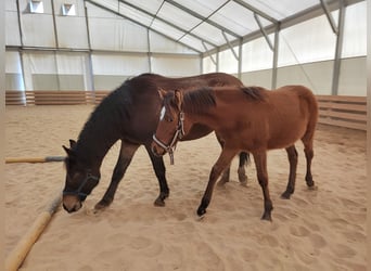 Más ponis/caballos pequeños Mestizo, Yegua, 1 año, 155 cm, Castaño claro