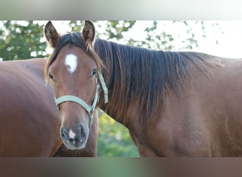 Más ponis/caballos pequeños Mestizo, Yegua, 1 año, 155 cm, Castaño claro