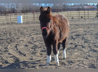 Más ponis/caballos pequeños, Yegua, 1 año, 79 cm